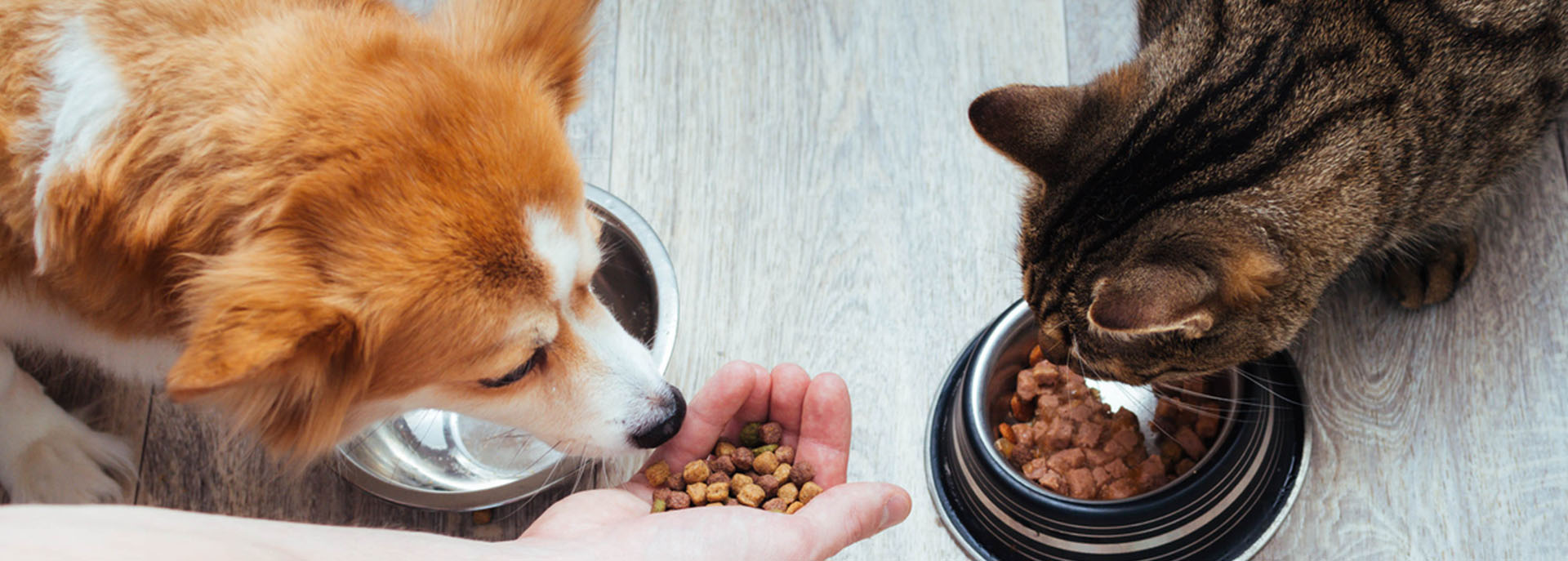 Fôrtilskudd til hund og katt